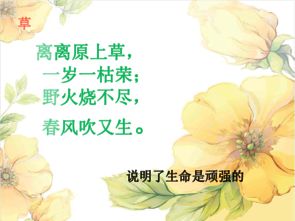 “花语：失去，静默哀愁，生命感悟，花语新解”