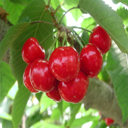 诱抗素：检测与使用指南