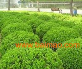 用途广泛：瓜子黄杨球的秘密武器