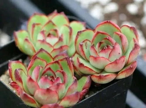 花匠小美， 一朵花，一株生命