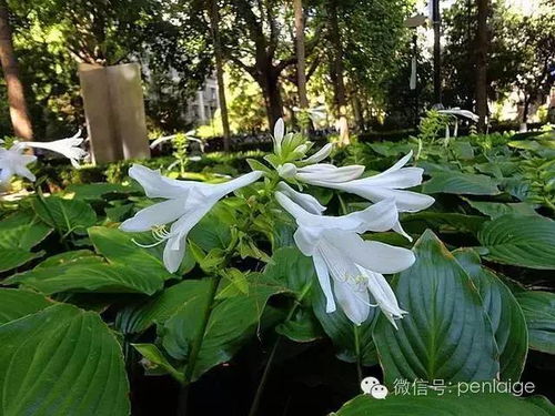 哈尔滨小区绿化改过 低成本高成效