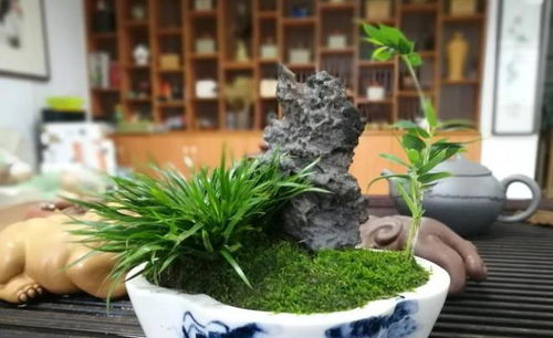 先来聊聊菖蒲这个小家伙