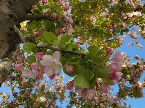 一、 美化环境，净化空气