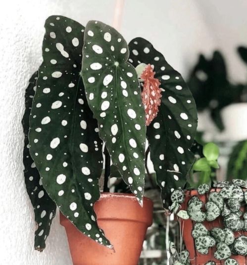 施肥要小心，冬天要停