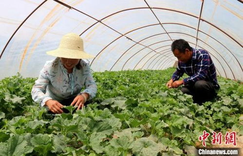 6月种植甜瓜指南，抓住季节的黄金期！
