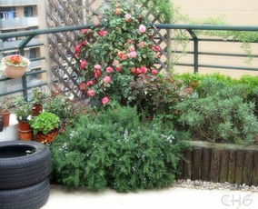 庭院种植，大显身手