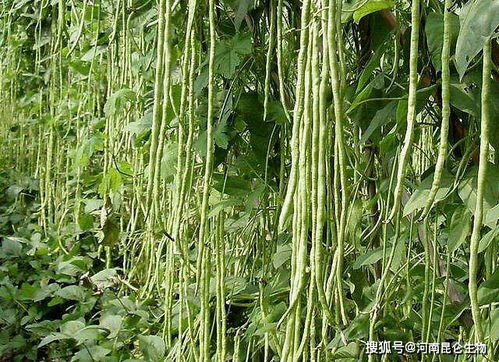 第五步：防范为主，治疗为辅