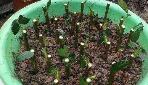 月季小苗挑选攻略：如何找到健康无病虫害的宝贝？