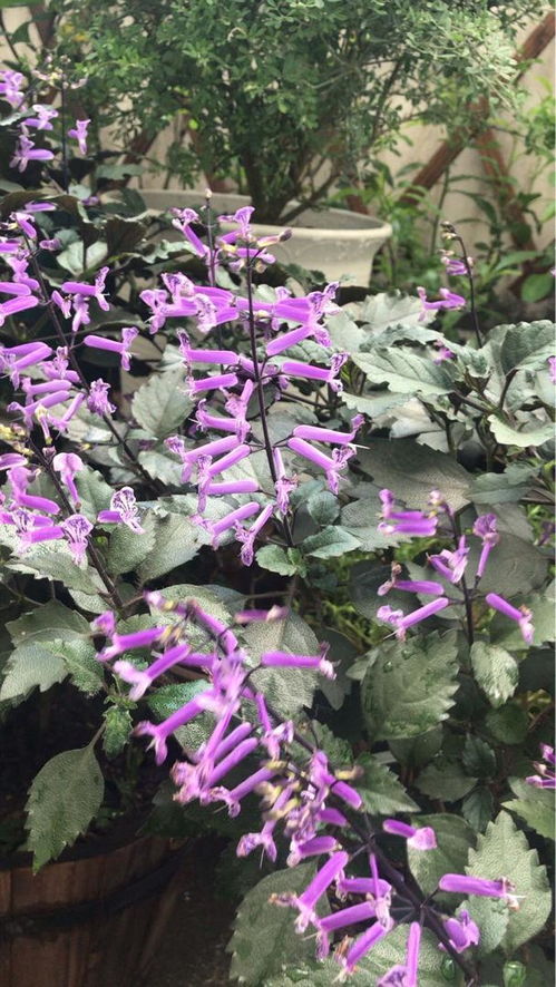 香气缭绕：罗勒的翠绿魅力