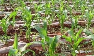 需要重新打吗？