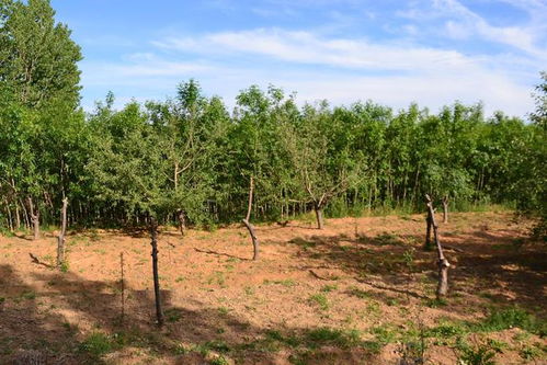 使用方法简单， 效果显著