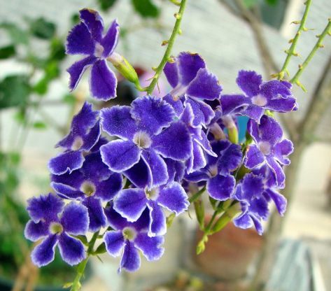 花色与品种， 情感的调和