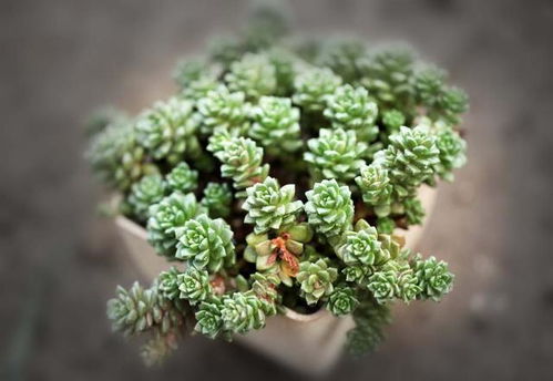 多肉植物适合酸性土还是碱性土？如何调节土壤酸碱度以适应多肉生长