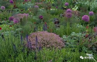 秋天适合种植的绿化植物