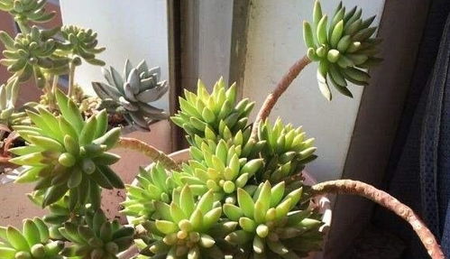 如何让弹簧草爆盆？教你几个小技巧