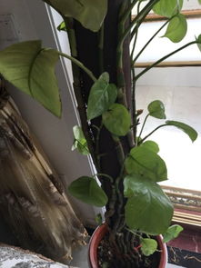 浇水过多，叶子也黄？