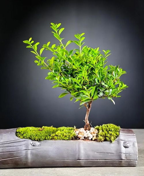 种植黄杨的注意事项