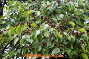 枣树根的神奇功效