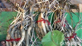 睡莲种植方法大揭秘：9个步骤让你轻松养出美美的大睡莲