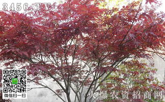 神秘的液泡，揭秘紫红色之谜