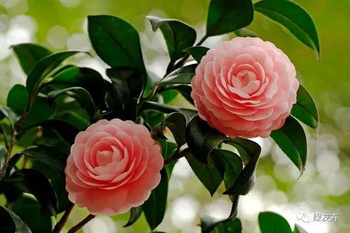 生长温度：温度要适中