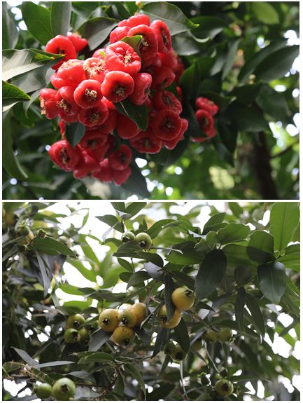 蒲桃与莲雾：一果花艳，一果果香，品味不同。