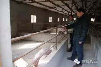 优化猪舍结构，预防传染病爆发