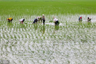 党参的生长习性揭秘