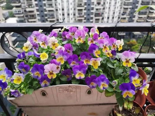 角堇种植与养护指南：快速上手，轻松养出美丽花朵！