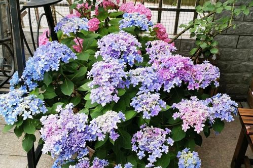 绣球花不开花怎么办？如何调整养殖方法让花朵绽放