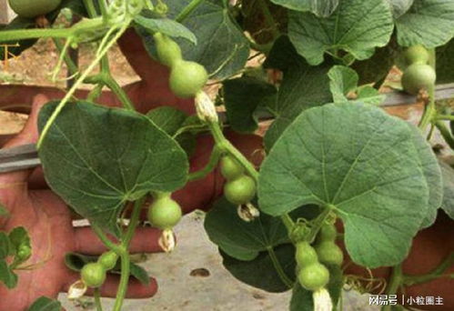 葫芦种子怎么播种？如何让葫芦苗茁壮成长