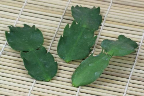 仙人掌家族成员众多