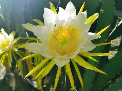 火龙果开花后如何人工授粉
