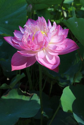 睡莲与水莲花：不同的美丽，相同的魅力