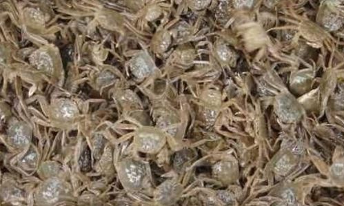 化学破壳，软化硬壳