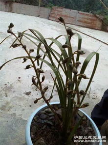 火烧兰下山草如何挑选？拆分技巧有哪些