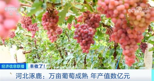 葡萄白粉病的普遍侵扰