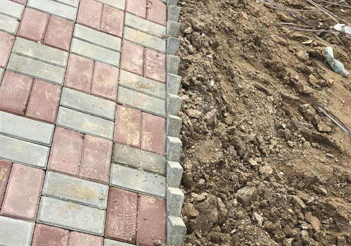 选择植草砖种草， 关键是要选对“耐踩”品种