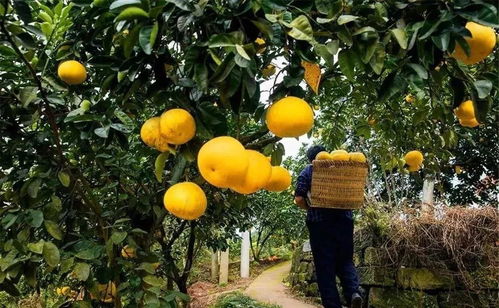 湖北种植柚子的挑战与机遇