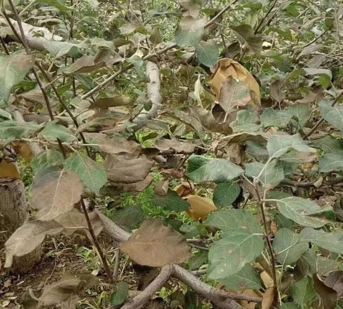 大叔说 别急，这个也不错