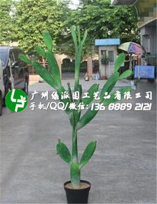 仙人柱，又称仙人掌