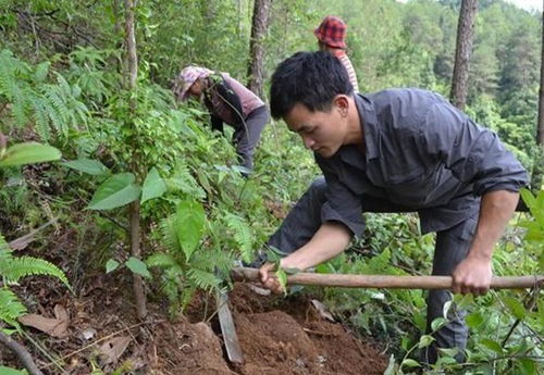 五味子喜温润，人工栽植广