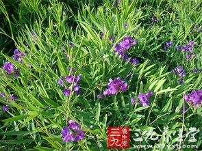 山黧豆：关节炎的天然缓解者