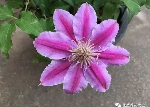 铁线莲冬季生存指南：如何安全度过寒冷冬天？