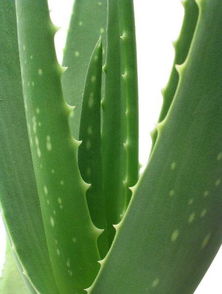 4.龟背竹，净化空气，有益健康