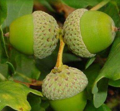 橡树种子辨识的秘籍大公开