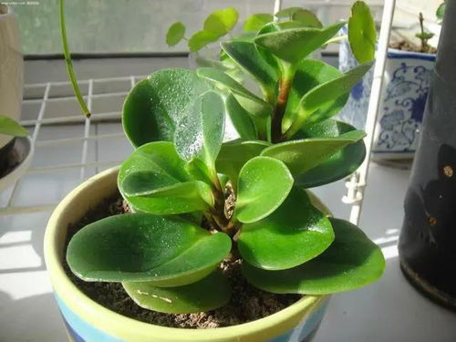 绿植冻伤后的悲惨遭遇，嫩救回来吗？试试这些土方法这个！