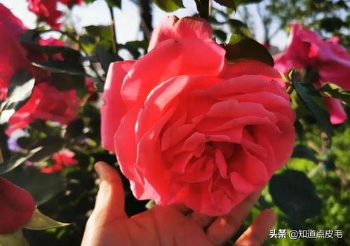 月季花展：一场月季花展盛宴