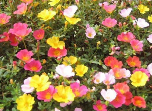 太阳花：晒不死的小强