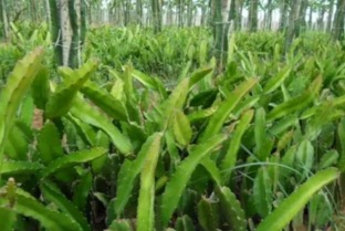 南阳火龙果基地， 一颗红心种出好苗子